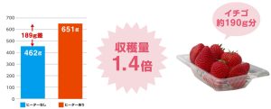 収穫量1.4倍up! 増収量：約190g/株