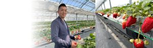 収穫量は前年比1.4倍！【アビルヒーター導入】でイチゴの成長や味を安定管理
