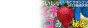 【いちごグランプリ2025】大賞受賞🍓おいしいイチゴの秘密